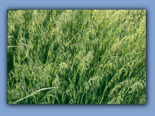 oat grass.jpg